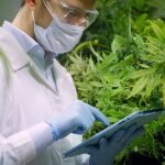 Tipps für den Einkauf in einem CBD Shop